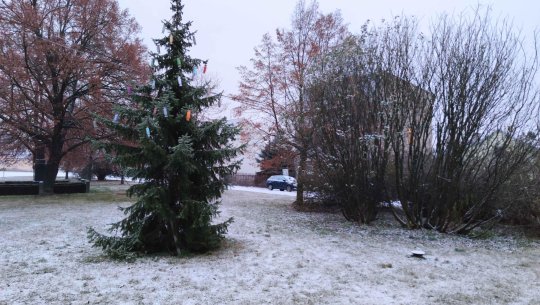 2020_strom na sněhu.jpg